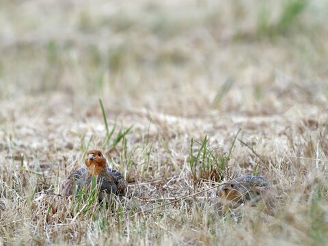 Partridge (Perdix perdix) &ndash; a cock and a hen crouching in a mown meadow, Solms, Hesse, Germany