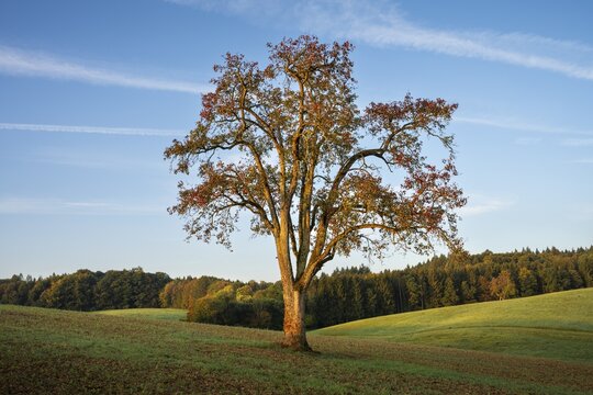 Landscape with pear tree. In the morning. Small Odenwald, Rhine-Neckar district, Baden-W&uuml;rttemberg, Germany