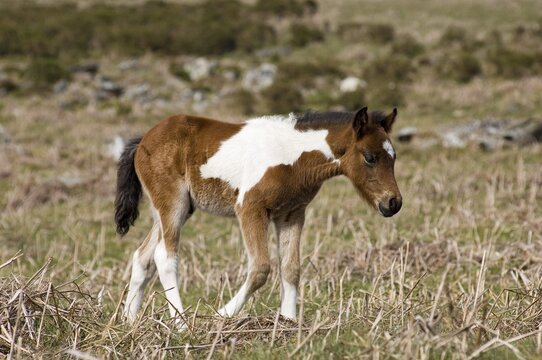 Pony foal Dartmoor National Park Devon England