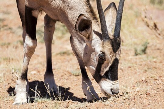 Oryx antelope (Oryx), desert, Namibia