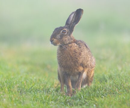 European hare (Lepus europaeus) sitting in a meadow, morning mist, wildlife, Thuringia, Germany