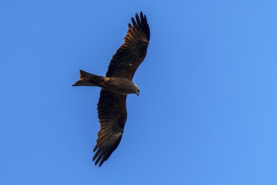 A mighty bird of prey soars in the clear blue sky with its wings spread wide, Red Kite, (Milvus milvus) wildlife, Germany