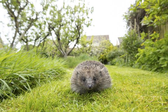 European hedgehog (Erinaceus europaeus) adult animal on a garden grass lawn next to a patch of long grass, England, United Kingdom