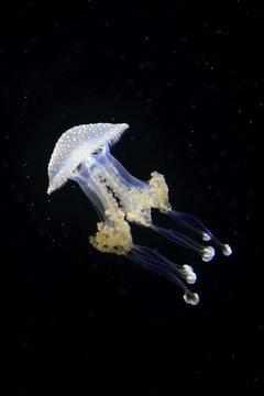 Australian spotted jellyfish (Phyllorhiza punctata), in water, captive, Switzerland