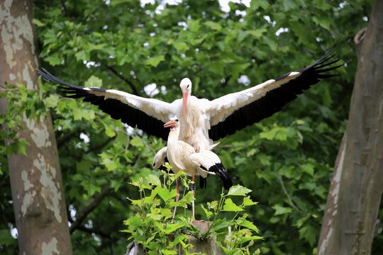 White stork (Ciconia ciconia), animal couple on tree, mating, Baden-W&uuml;rttemberg, Germany