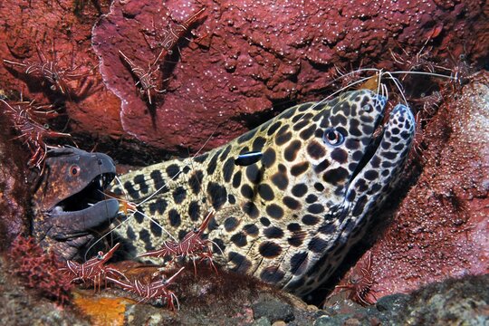 Laced moray ( Gymnothorax favagineus) and yellow-spotted, yellow-branded or Yellow-edged moray ( Gymnothorax flavimarginatus) surrounded by camel shrimp ( Rhynchocinetes durbanensis) Bali, Indo-Pacific, Indonesia