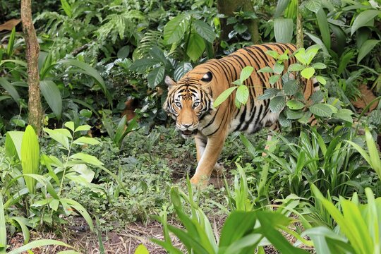 Malaysia tiger (Panthera tigris jacksoni), adult, running, stalking, vigilant, Malaysia, Southeast Asia