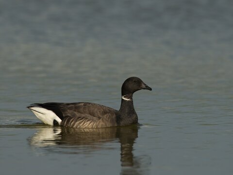 Brent Goose (Branta bernicla), Texel, West Frisian Islands, province of North Holland, Holland, The Netherlands