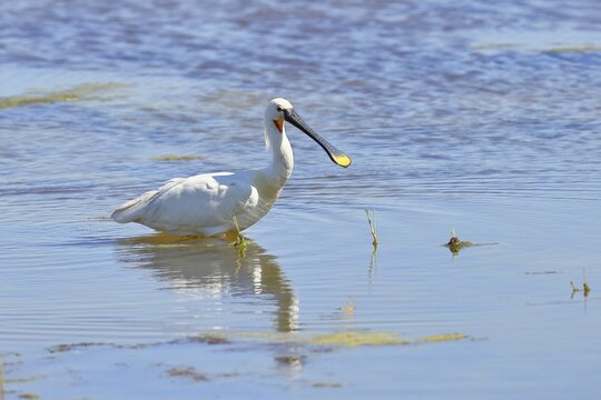 Spoonbill (Platalea leucorodia), adult bird striding through shallow water, adult bird in splendour, wildlife, Ziggsee, Burgenland, Austria