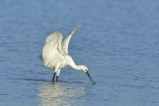 Eurasian spoonbill (Platalea leucorodia), walking with wings spread in the water while foraging, Lake Neusiedl National Park, Burgenland, Austria