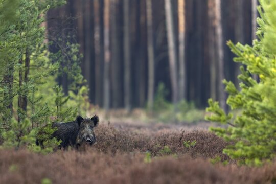 After missing this wild boar (Sus scrofa) on my first attempt to photograph it, I at least managed a photo on my second attempt, albeit 10 metres further away, Germany