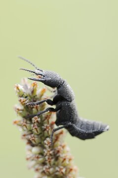 Devil's coach-horse beetle (Ocypus olens) in defence posture, North Rhine-Westphalia, Germany