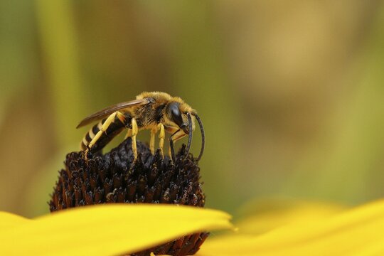 European european beewolf (Philanthus triangulum), on the flower of a yellow coneflower (Echinacea paradoxa), North Rhine-Westphalia, Germany
