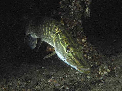 A pike (Esox lucius) swims near mussels, quagga mussel (Dreissena rostriformis bugensis), invasive species, above the substrate. Dive site Wildsau, Berlingen, Lake Constance, Switzerland