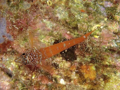 Blenny dwarf tip blenny (Tripterygion melanurus) in the Mediterranean Sea near Hy&egrave;res. Dive site Giens Peninsula, C&ocirc;te dAzur, France