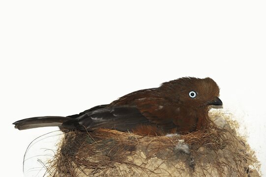 Andean cliff cock or Andean cliff bird (Rupicola peruvianus, Rupicola peruviana), female breeding on the nest, captive, occurrence in South America