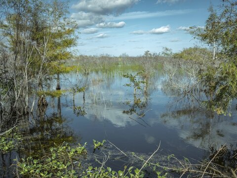 Lagoon, Big Cypress National Preserve, Everglades, North America, Florida, USA