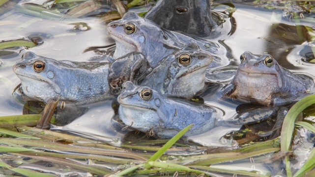 Blue moor frog (Rana arvalis) mating in the moor, Goldenstedter Moor, Lower Saxony, Germany