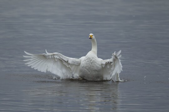 Whooper swan (Cygnus cygnus) adult bird flapping its wings on a lake, England, United Kingdom