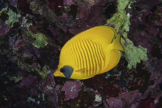Bluecheek butterflyfish (Chaetodon semilarvatus), dive site House Reef, Mangrove Bay, El Quesir, Red Sea, Egypt