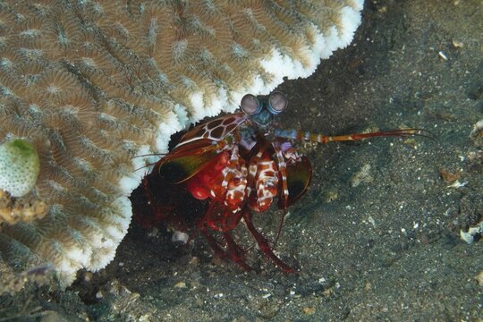 Mantis shrimp, clown mantis shrimp (Odontodactylus scyllarus), under a stone coral, surrounded by sandy bottom, dive site USAT Liberty, Tulamben, Bali, Indonesia