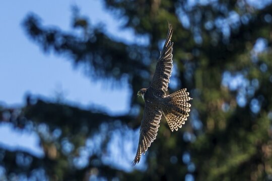 A falcon sunbathing in flight over trees, Saker falcon, (Falco cherrug), Germany