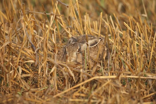 European hare (Lepus europaeus) squeezing in a stubble field, Lower Austria, Austria