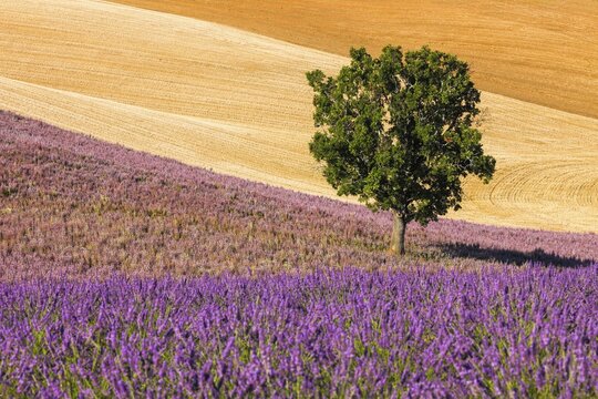Fields on the Palteau de Valensole, Alpes-de-Haute-Provence, France