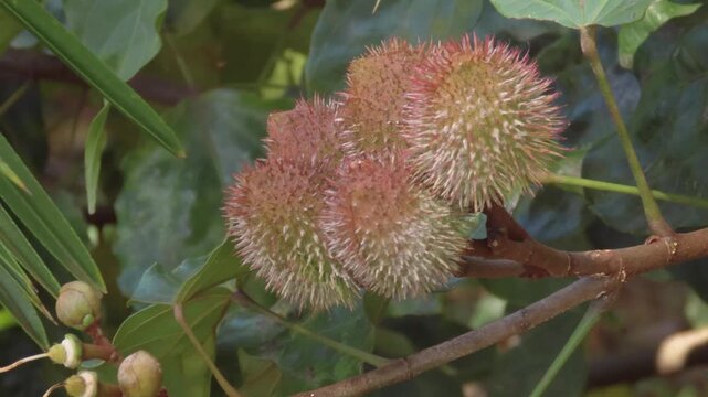 Spiky green and red Ricinus communis castor oil plant pods