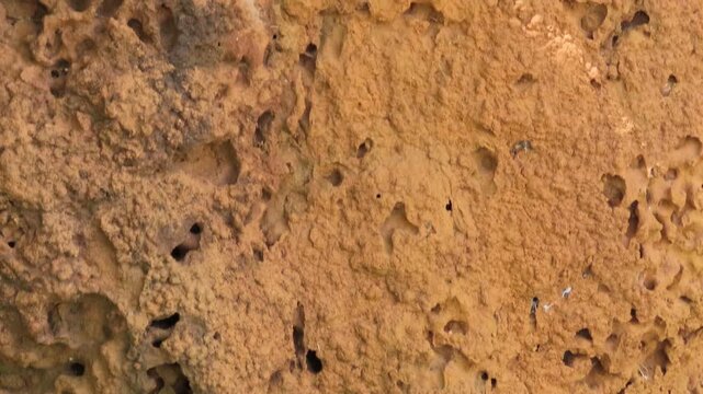Steady vertical tilt up shot of textured termite mound surface
