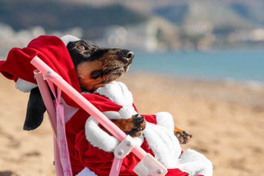 A black and tan dachshund dog dressed in a red and white Santa costume lounges with closed eyes in a small pink folding chair on golden sand by the water, a concept of tropical winter escapes.