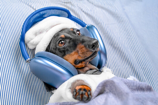 A black and tan dachshund dog wearing oversized blue over ear headphones lies on striped bedding with a fluffy blanket and one paw up, a concept of bedtime audio streaming and calm listening.