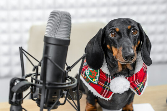 A black and tan dachshund dog in a red tartan cape with white trim sits at a condenser microphone in an acoustic foam treated room, a concept of pet podcasting and voice recording.