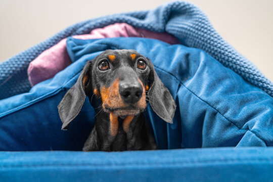 A black and tan dachshund dog peeks out from under a blue blanket on a sofa at home, a concept of noisy neighbors disturbing sleep.