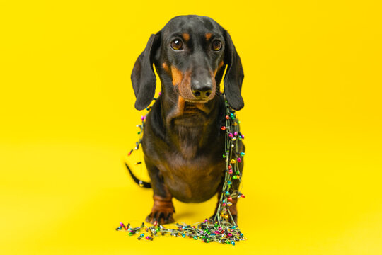 A black and tan dachshund dog stands caught in a long garland of multicolored fairy lights that trail across the floor on a yellow studio background, a concept of holiday decorating mishaps.
