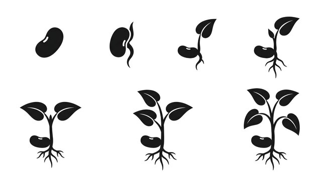 Set of black silhouette icons showing the sequential growth stages of a bean plant