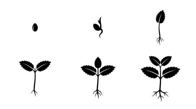 Black silhouette icons showing the sequential growth stages of a small green plant