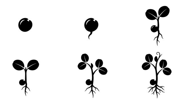 Black silhouette icons showing the sequential growth stages of a small pea plant