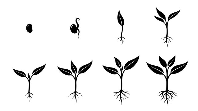 Black silhouette icons showing the growth stages of a plant from seed to sprout