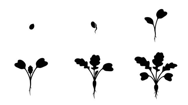 Black silhouette icons showing the growth stages of a radish plant from seed to vegetable