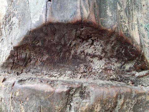 Close up of Tapped arenga palm trunk scar for collecting nira sap to make gula jawa palm sugar 