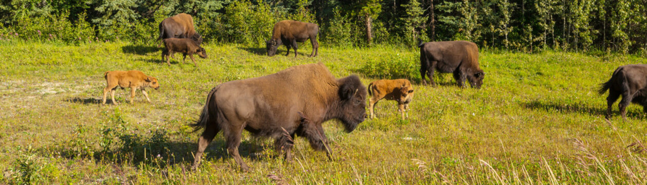 Buffalo