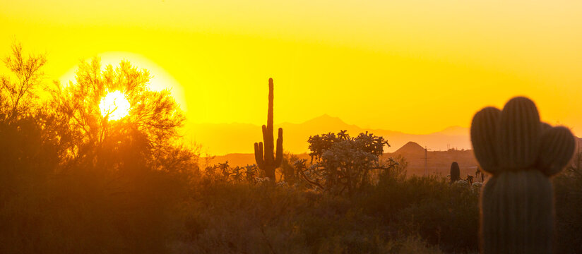 Cactus in Arizona
