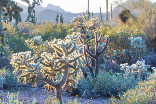 Cactus in Arizona