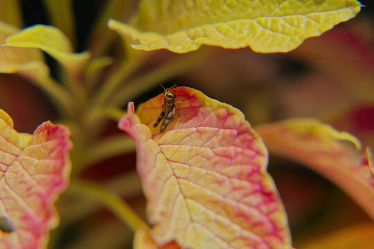View of a tiny Dark Bush-Cricket on a vibrant yellow and pink leaf in Cebu, Central Visayas, Philippines.