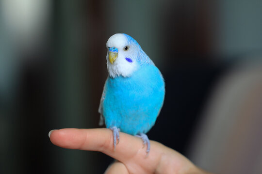 Tame home blue budgerigar parakeet sitting on a woman finger with blurred background
