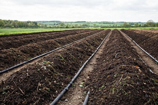 Aerated composting windrows at commercial composting facility