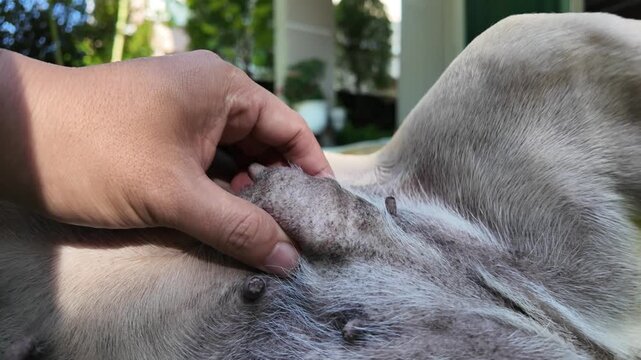 Dog Tumor Examination: A close-up photograph of a veterinarian gently examining a small lump on a dog's skin, highlighting the importance of early detection and responsible pet healthcare.