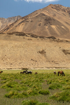 View of horses grazing in a green meadow in Nubra Valley with a large arid mountain in the background in Diskit, Ladakh, India.