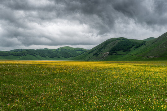 View of the blooming yellow flower fields in the Piano Grande valley surrounded by rolling green hills under a dramatic cloudy sky in Castelluccio, Umbria, Italy.